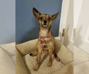 Chihuahua Dogs for adoption in Mount Laurel, NJ, USA
