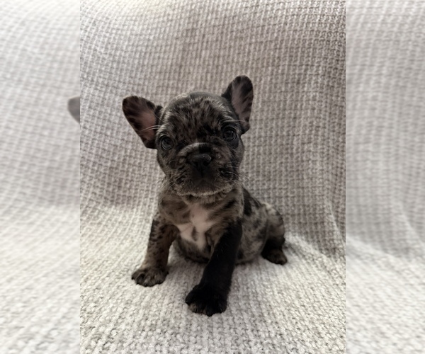 Medium Photo #1 French Bulldog Puppy For Sale in HUTCHINSON, KS, USA