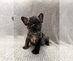 French Bulldog Puppy for sale in HUTCHINSON, KS, USA