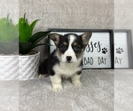 Small #4 Pembroke Welsh Corgi