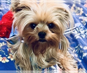 Mother of the Yorkshire Terrier puppies born on 01/20/2025
