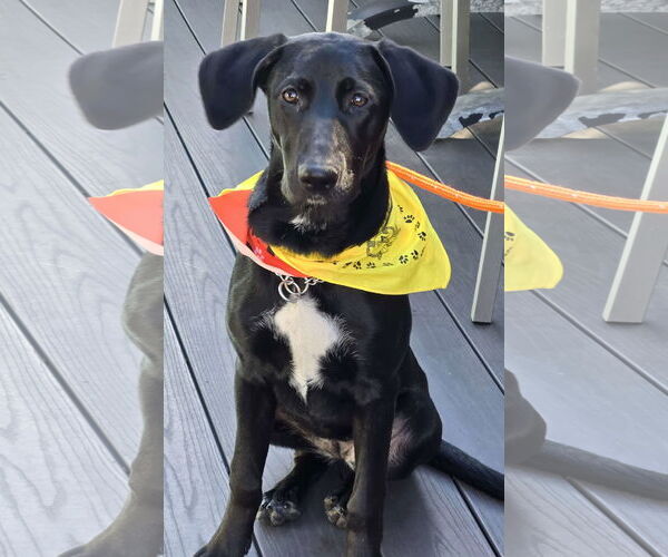 Medium Photo #1 Labrador Retriever-Unknown Mix Puppy For Sale in Cliffwood, NJ, USA