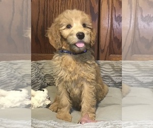 Goldendoodle Puppy for sale in SHAWNEE, OK, USA