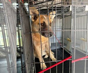 Mutt Dogs for adoption in Calgary, Alberta, Canada