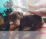 Puppy 4 Doberman Pinscher