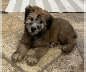 Soft Coated Wheaten Terrier Puppy for sale in HOLMDEL, NJ, USA