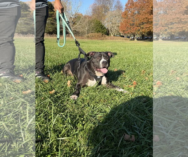 Medium Photo #5 American Pit Bull Terrier-Unknown Mix Puppy For Sale in Oakhurst, NJ, USA