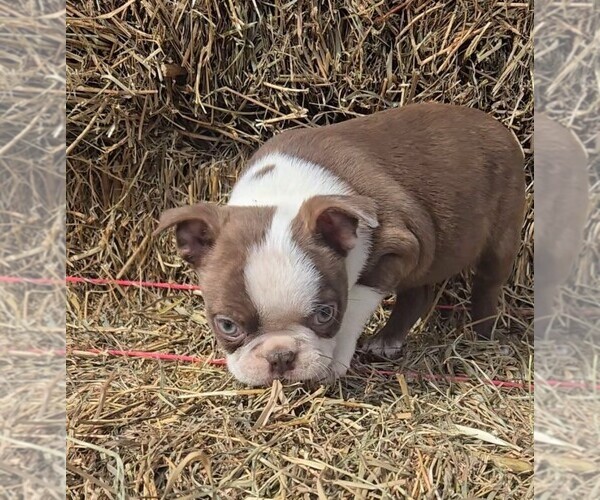 Medium Photo #4 Boston Terrier Puppy For Sale in JASONVILLE, IN, USA