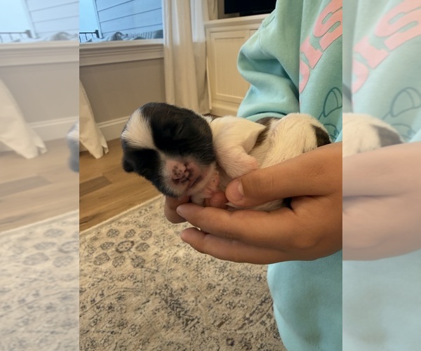 Medium Photo #5 Shih Tzu Puppy For Sale in HARRISONBURG, VA, USA