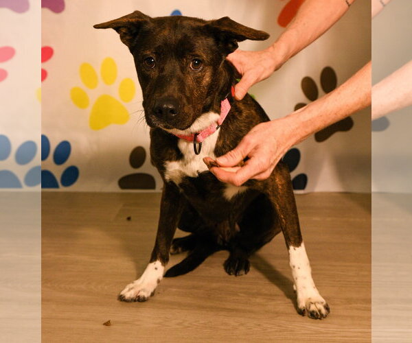 Medium Photo #4 Mutt Puppy For Sale in Brooklyn Center, MN, USA
