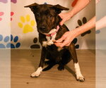 Small #3 Mutt