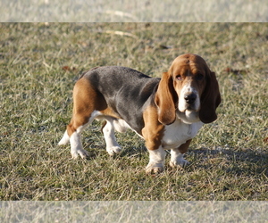 Father of the Basset Hound puppies born on 03/03/2025