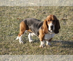 Small Photo #1 Basset Hound Puppy For Sale in MEMPHIS, MO, USA