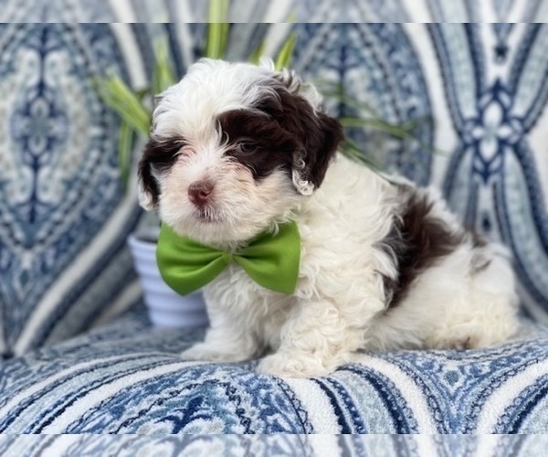 Medium Photo #10 Lhasa-Poo Puppy For Sale in LAKELAND, FL, USA