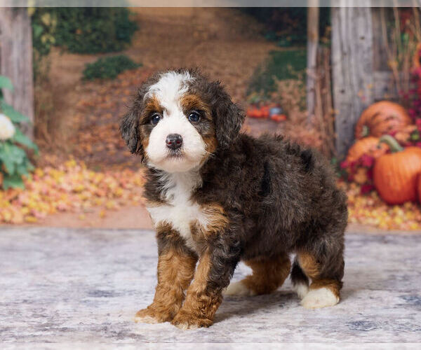 Medium Photo #5 Bernedoodle (Miniature) Puppy For Sale in DUNDEE, OH, USA