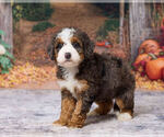 Kyra - Female Bernedoodle (Miniature) Puppy for Sale - Photo #5