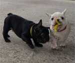 Small Photo #8 French Bulldog Puppy For Sale in TERRELL, TX, USA