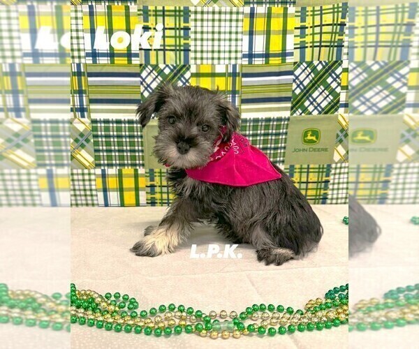 Medium Photo #2 Schnauzer (Miniature) Puppy For Sale in WINNSBORO, LA, USA