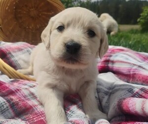 English Cream Golden Retriever Puppy for Sale in SPOKANE, Washington USA