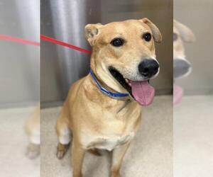 Mutt Dogs for adoption in Riverside, CA, USA