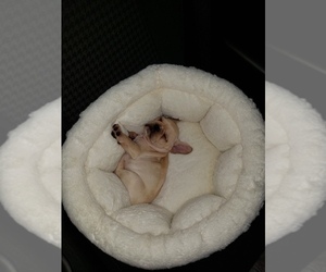French Bulldog Puppy for sale in FORT CAMPBELL, KY, USA