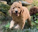 Puppy Aspen Poodle (Standard)