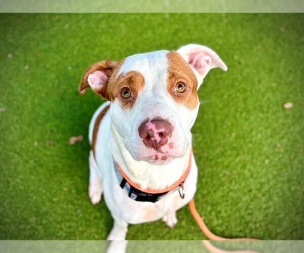 Medium Photo #1 American Pit Bull Terrier-Unknown Mix Puppy For Sale in Orlando, FL, USA