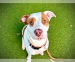Small American Pit Bull Terrier Mix