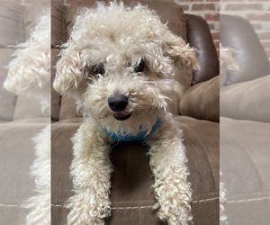 Poodle (Toy) Dogs for adoption in TORRINGTON, CT, USA