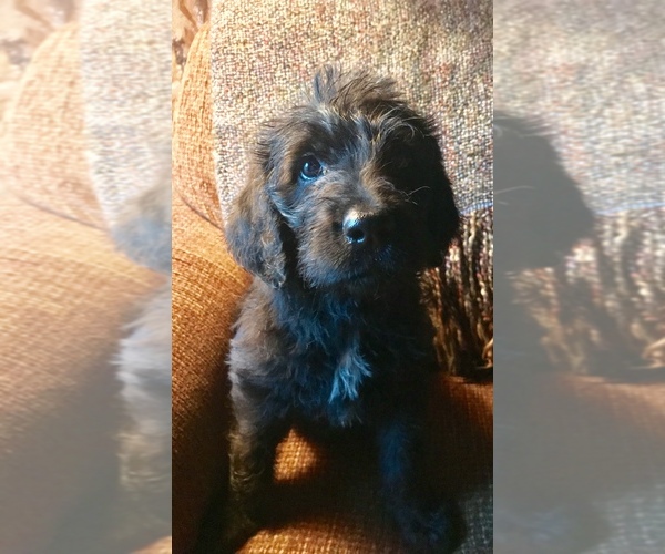 Medium Photo #6 Labradoodle Puppy For Sale in FORT CALHOUN, NE, USA