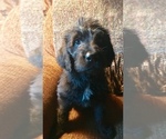 Small Photo #6 Labradoodle Puppy For Sale in FORT CALHOUN, NE, USA