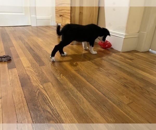 Medium Photo #8 Border Collie Puppy For Sale in KANSAS CITY, MO, USA