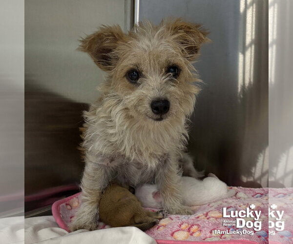 Medium Photo #1 Cairn Terrier-Unknown Mix Puppy For Sale in Washington, DC, USA