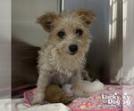 Small Cairn Terrier Mix