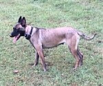 Small Photo #6 Belgian Malinois Puppy For Sale in LABADIE, MO, USA