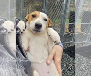 Mutt Dogs for adoption in Thomasville, NC, USA