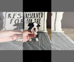 Small #2 Boston Terrier