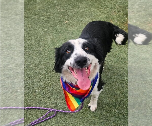 Medium Photo #3 Border Collie-Unknown Mix Puppy For Sale in Lakewood, CO, USA