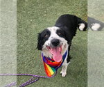 Small #2 Border Collie Mix