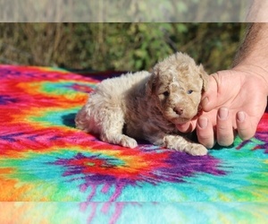 Poodle (Miniature) Puppy for sale in UNION CITY, TN, USA