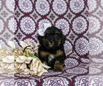 Small Photo #1 Poovanese Puppy For Sale in STRASBURG, PA, USA