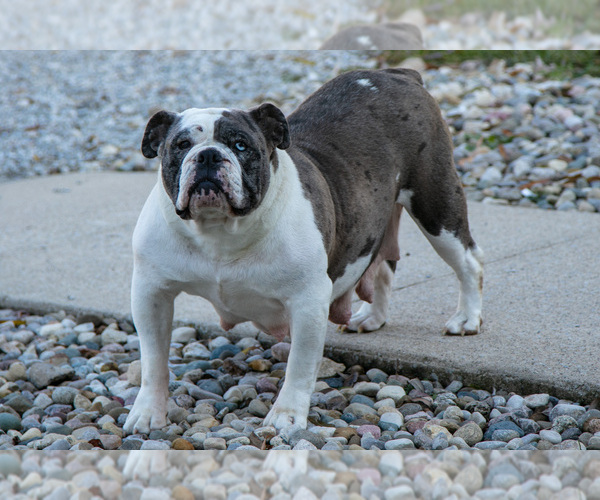 Medium Photo #1 Victorian Bulldog Puppy For Sale in MILLERSBURG, IN, USA
