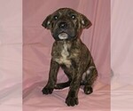 Puppy Caramel Boxer-Chinese Shar-Pei Mix