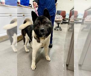 Akita Dogs for adoption in Forestville, MD, USA