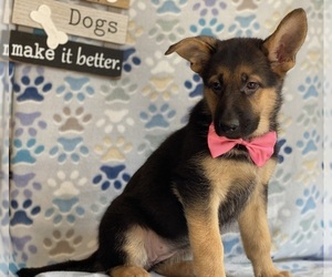 German Shepherd Dog Puppy for sale in LANCASTER, PA, USA