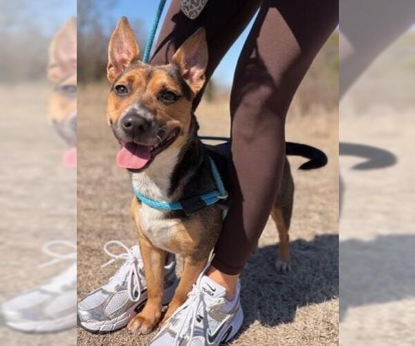 Medium Photo #4 Australian Kelpie-Beagle Mix Puppy For Sale in Rockwall, TX, USA