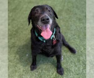 Toots - Female Labrador Retriever Dog for Adoption - Photo #2