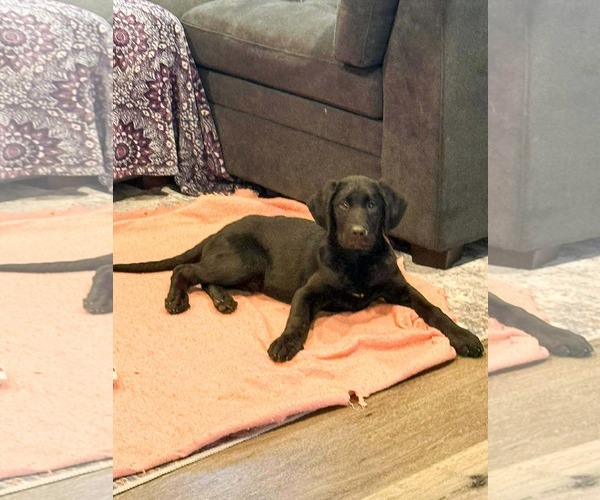 Medium Photo #6 Labrador Retriever-Unknown Mix Puppy For Sale in Sandy, UT, USA