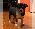 Puppy 4 Australian Cattle Dog-Great Pyrenees Mix