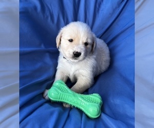 Golden Labrador Puppy for sale in LIVE OAK, FL, USA